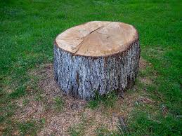 Best Tree Cabling and Bracing  in East Shoreham, NY