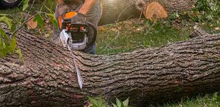 Best Hedge Trimming  in East Shoreham, NY