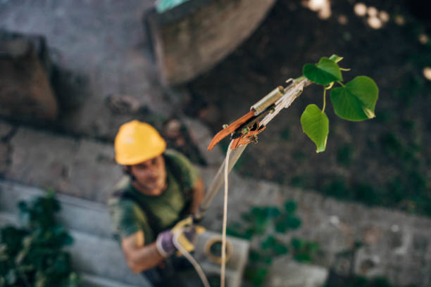 Best Tree Health Inspection  in East Shoreham, NY