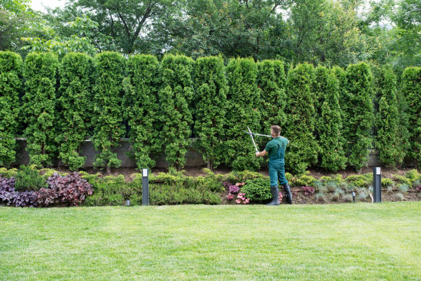 Best Storm Damage Tree Cleanup  in East Shoreham, NY