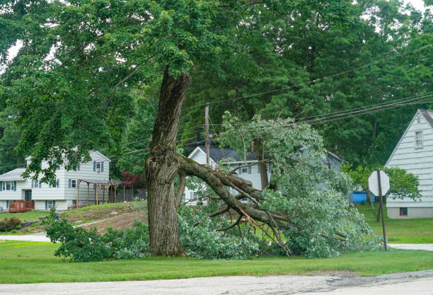 Best Tree Disease Treatment  in East Shoreham, NY