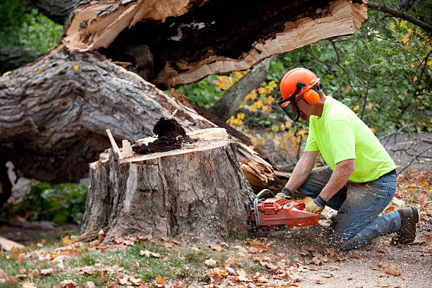 East Shoreham, NY Tree Removal Company